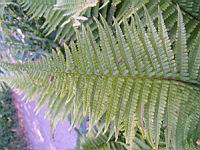 Fougere - Dryopteris Affinis subsp Affinis (fam Dryopteridacees) (Europe, Asie) (2) (Photo F. Mrugala)